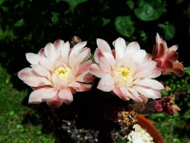 Gymnocalycium _mihanovichii _cv.'Black Botan' 03
